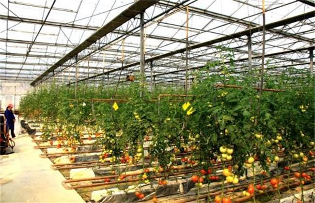 番茄多久浇一次肥水「番茄水肥一体化怎么种植的」 番茄多久浇一次肥水「番茄水肥一体化怎么种植的」 种植技巧