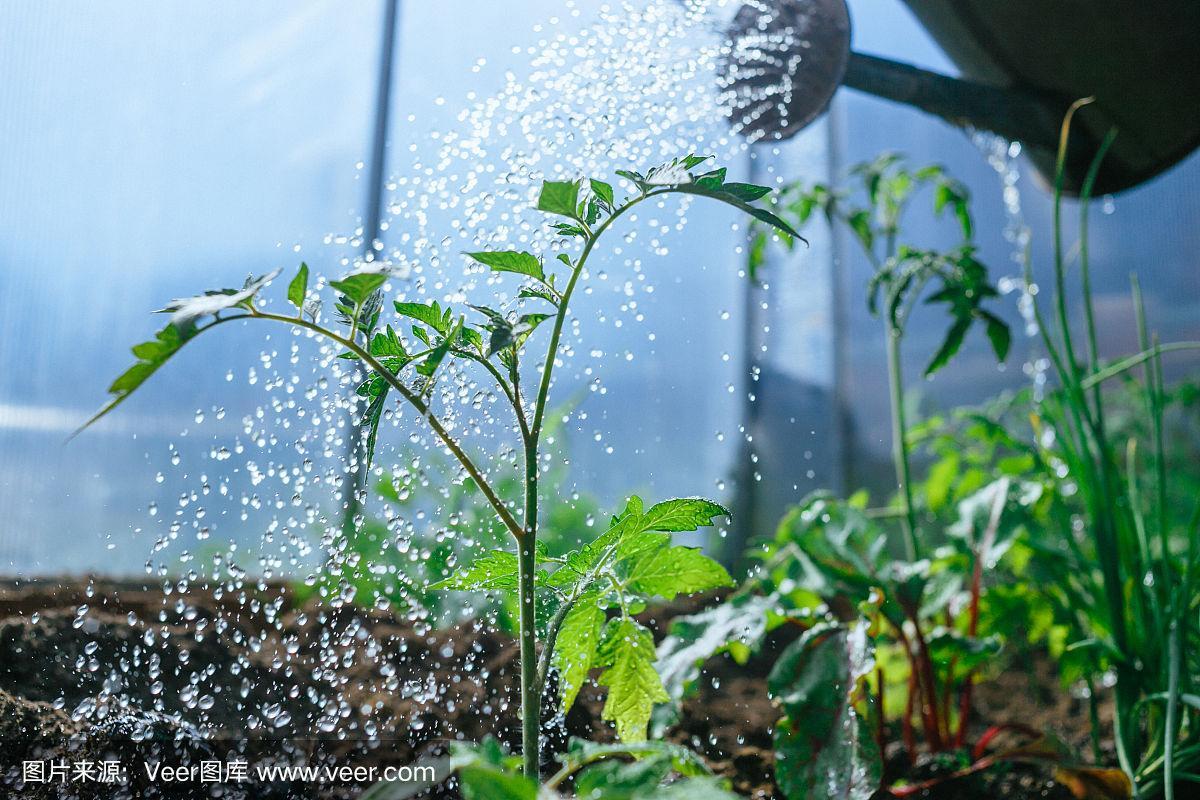 西红柿浇水的正确方法「番茄种植怎么浇肥水视频」 西红柿浇水的正确方法「番茄种植怎么浇肥水视频」 花朵知识
