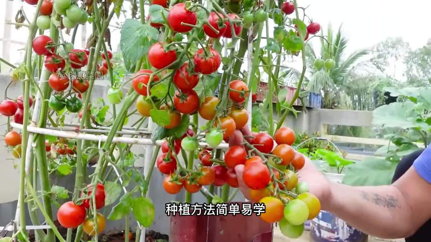 瀑布小番茄种植方法「瀑布小番茄树苗怎么种植的」 瀑布小番茄种植方法「瀑布小番茄树苗怎么种植的」 花朵知识