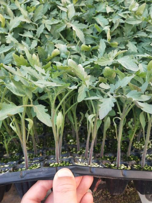 番茄在苗期如何防冻「矮番茄种植幼苗怎么管理好」 番茄在苗期如何防冻「矮番茄种植幼苗怎么管理好」 番茄病虫害防治