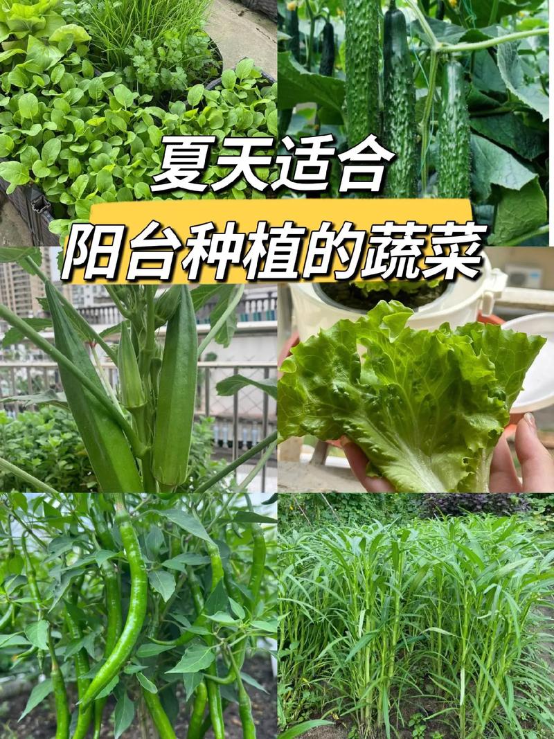 6月10号还能种什么蔬菜「蔬菜种植小技巧视频」 6月10号还能种什么蔬菜「蔬菜种植小技巧视频」 农业常识