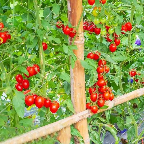 贵妃樱桃番茄怎么种子种植「樱桃番茄籽怎么种植视频」 番茄病虫害防治 贵妃樱桃番茄怎么种子种植「樱桃番茄籽怎么种植视频」 贵妃樱桃番茄怎么种子种植「樱桃番茄籽怎么种植视频」 番茄病虫害防治