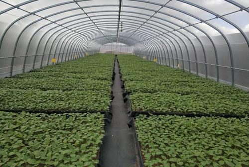 铁打豆种植方法「微型蔬菜种植小技巧视频教程」 铁打豆种植方法「微型蔬菜种植小技巧视频教程」 番茄种植技巧