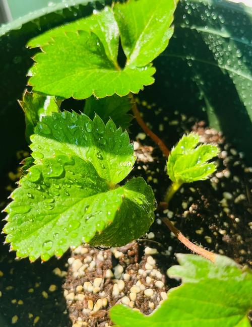 草莓番茄播种时间「小番茄小草莓怎么种植的」 草莓番茄播种时间「小番茄小草莓怎么种植的」 种植技巧