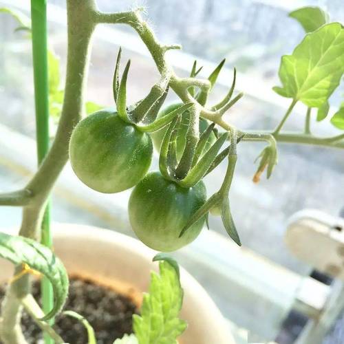 盆栽小番茄种子种植方法全过程「小番茄苗怎么种植的视频」 盆栽小番茄种子种植方法全过程「小番茄苗怎么种植的视频」 种植技巧