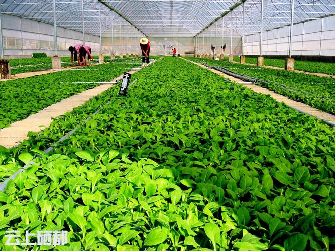 恩施市白果乡下村坝村生产的硒萃保健品靠谱吗「怎么种植富硒番茄苗视频」 恩施市白果乡下村坝村生产的硒萃保健品靠谱吗「怎么种植富硒番茄苗视频」 番茄病虫害防治
