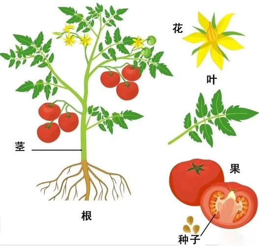 圣女果的种植和管理方法「种小型番茄怎么种植的视频」 圣女果的种植和管理方法「种小型番茄怎么种植的视频」 土壤施肥