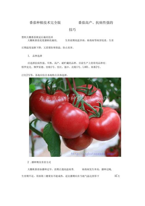 西红柿种子种植技术「蔬菜番茄怎么选种子种植的」 西红柿种子种植技术「蔬菜番茄怎么选种子种植的」 土壤施肥