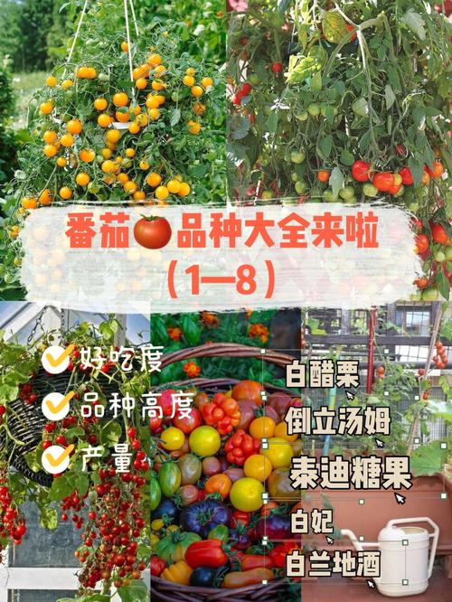 不同品种的番茄可以杂交吗「大番茄怎么杂交种植的」 不同品种的番茄可以杂交吗「大番茄怎么杂交种植的」 种植技巧