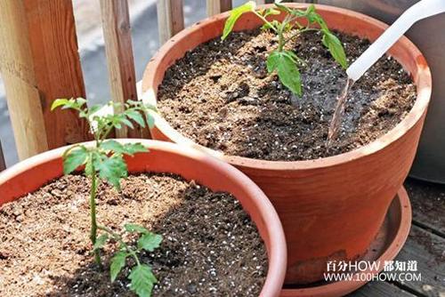 番茄种盆里可以用盐水浇水吗「番茄怎么种植盐碱地视频」 番茄种盆里可以用盐水浇水吗「番茄怎么种植盐碱地视频」 土壤施肥