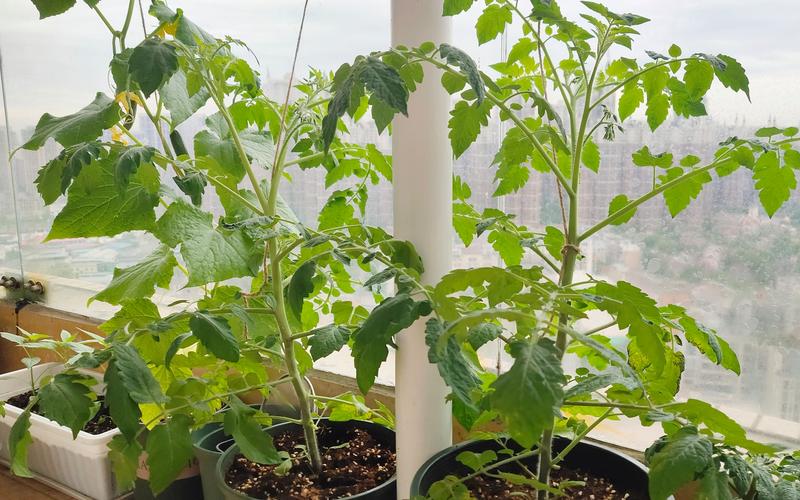 种西红柿怎么搭架子「番茄怎么种植成双蔓植物」 种西红柿怎么搭架子「番茄怎么种植成双蔓植物」 植物种类
