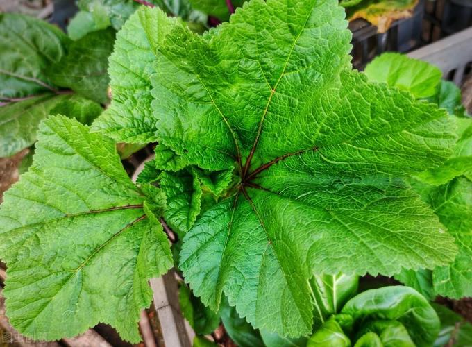 冬寒菜怎么露天过冬「越冬蔬菜种植技巧视频」 种植技巧 冬寒菜怎么露天过冬「越冬蔬菜种植技巧视频」 冬寒菜怎么露天过冬「越冬蔬菜种植技巧视频」 种植技巧