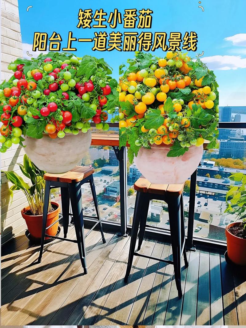 种小番茄的方法和步骤「矮番茄怎么种植好活」 种植技巧 种小番茄的方法和步骤「矮番茄怎么种植好活」 种小番茄的方法和步骤「矮番茄怎么种植好活」 种植技巧