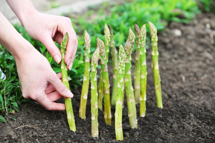 种植芦笋对土壤有什么要求「绿芦笋种植番茄怎么种植」 种植芦笋对土壤有什么要求「绿芦笋种植番茄怎么种植」 土壤施肥