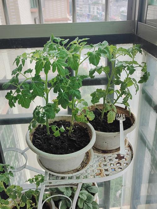 没有阳光能种西红柿「阳光番茄怎么种植视频」 没有阳光能种西红柿「阳光番茄怎么种植视频」 番茄病虫害防治