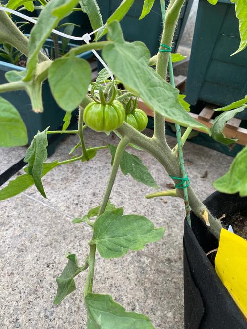 马蹄西红柿适合种植地区「马蹄怎么种植小番茄苗视频」 马蹄西红柿适合种植地区「马蹄怎么种植小番茄苗视频」 花朵知识