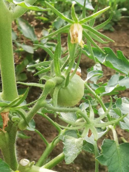 西红柿苗期遇到连续阴雨天需要注意什么「番茄苗种植后怎么防晒呢」 西红柿苗期遇到连续阴雨天需要注意什么「番茄苗种植后怎么防晒呢」 番茄病虫害防治