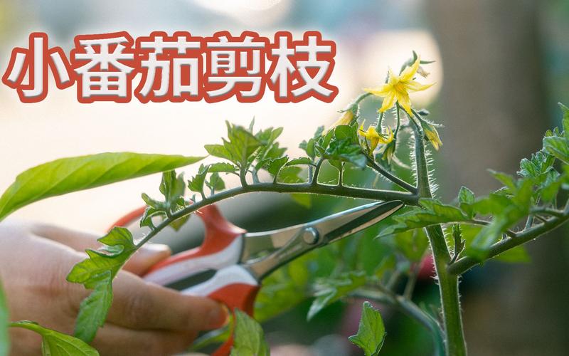 小番茄该怎样进行双杆整枝「番茄苗怎么种植视频教程」 小番茄该怎样进行双杆整枝「番茄苗怎么种植视频教程」 植物种类