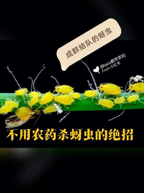 家庭种植蔬菜治蚜虫小妙招「家庭蔬菜种植小技巧视频」 家庭种植蔬菜治蚜虫小妙招「家庭蔬菜种植小技巧视频」 番茄病虫害防治
