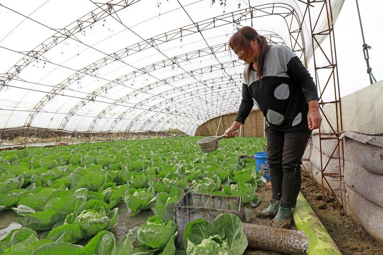 温室蔬菜，冬季种植要注意什么「秋冬蔬菜种植小技巧视频」 温室蔬菜，冬季种植要注意什么「秋冬蔬菜种植小技巧视频」 植物种类