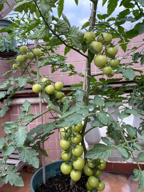 西红柿怎样种植结得又大又多「番茄怎么种植长出大番茄呢」 西红柿怎样种植结得又大又多「番茄怎么种植长出大番茄呢」 种植技巧