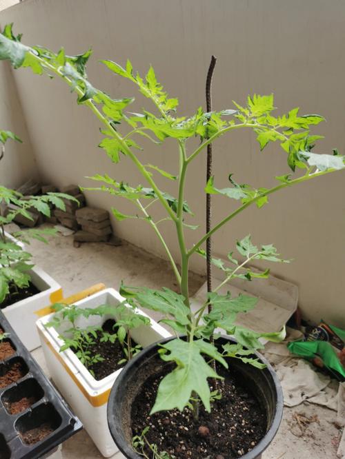西红柿长的过高应该怎样栽植「6株番茄苗怎么种植视频」 西红柿长的过高应该怎样栽植「6株番茄苗怎么种植视频」 花朵知识