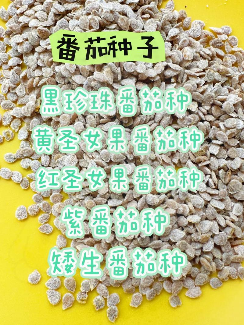 夏天种番茄有什么品种适合「夏季种植番茄种子怎么种植」 夏天种番茄有什么品种适合「夏季种植番茄种子怎么种植」 花朵知识