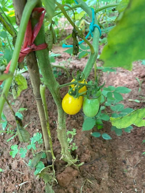 为什么现在买回来的西红柿放十天半个月都不会坏「番茄怎么种植不坏果子呢」 为什么现在买回来的西红柿放十天半个月都不会坏「番茄怎么种植不坏果子呢」 种植技巧