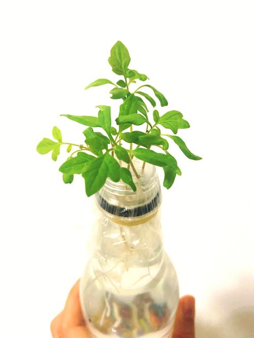 种植番茄怎么浇水「番茄种植后怎么打理叶子」 种植番茄怎么浇水「番茄种植后怎么打理叶子」 种植技巧