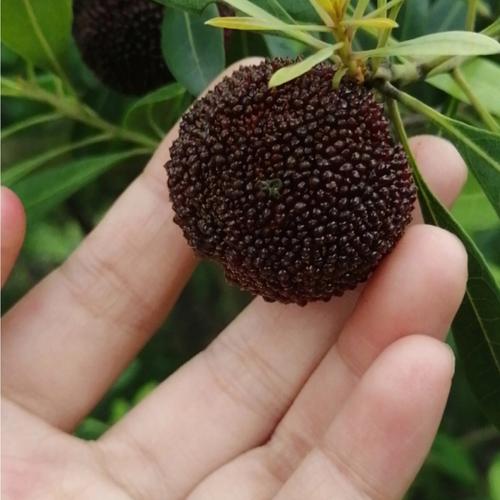 乌梅杨梅话梅哪种夹番茄好吃「杨梅核怎么种植小番茄视频」 乌梅杨梅话梅哪种夹番茄好吃「杨梅核怎么种植小番茄视频」 农业常识