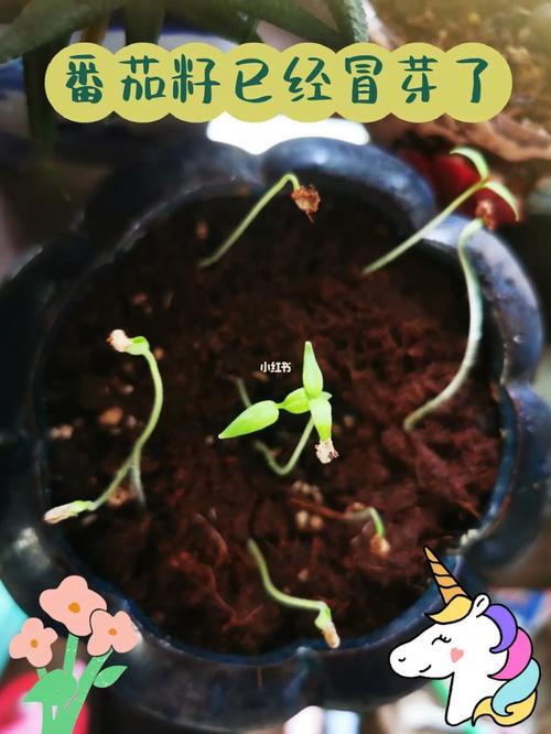 番茄种子需要生根粉吗「番茄生根粉怎么用」 番茄种子需要生根粉吗「番茄生根粉怎么用」 种植技巧