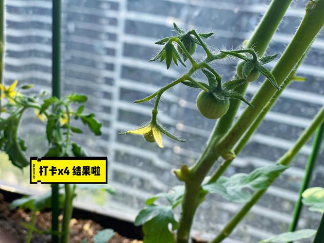 种过西红柿地可以种西瓜吗「古代番茄西瓜怎么种植的」 种过西红柿地可以种西瓜吗「古代番茄西瓜怎么种植的」 花朵知识