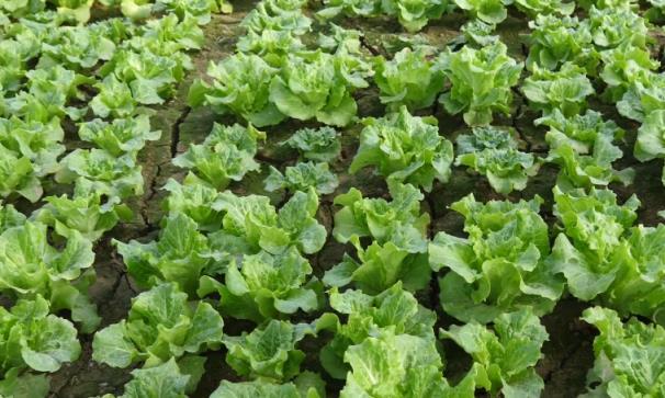 河南露地11月份适合种植的菜「河南蔬菜种植小技巧图解视频」 河南露地11月份适合种植的菜「河南蔬菜种植小技巧图解视频」 番茄病虫害防治