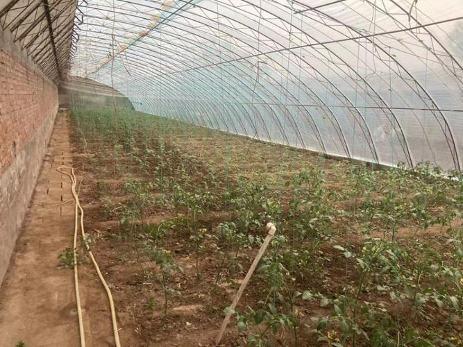 种植冷棚西红柿苗，该如何防冻「早餐番茄怎么种植的视频」 种植冷棚西红柿苗，该如何防冻「早餐番茄怎么种植的视频」 农业常识