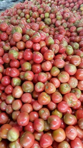 怎样能让青西红柿快速变红「种植番茄怎么变红色了」 怎样能让青西红柿快速变红「种植番茄怎么变红色了」 种植技巧