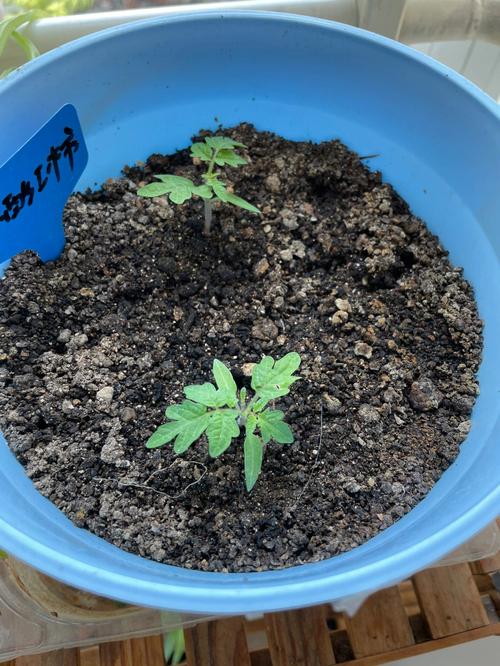 矮生番茄生长过程「矮个番茄苗怎么种植的视频」 矮生番茄生长过程「矮个番茄苗怎么种植的视频」 番茄种植技巧