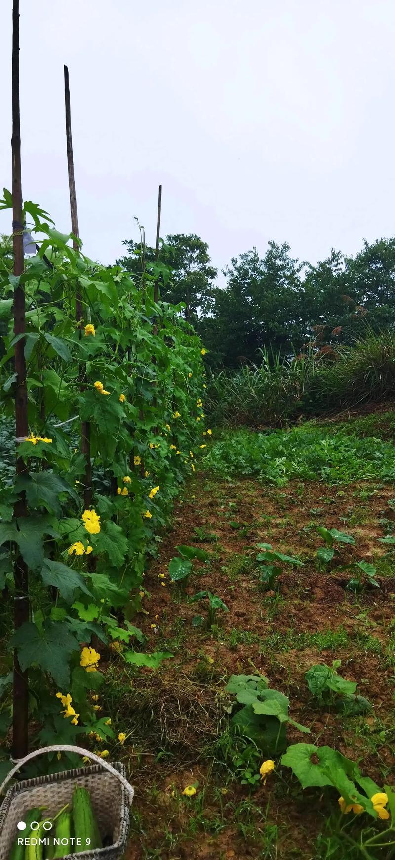 4月份了，农村家里的菜园子现在适合种植哪些蔬菜「叶类蔬菜种植技巧视频」 4月份了，农村家里的菜园子现在适合种植哪些蔬菜「叶类蔬菜种植技巧视频」 土壤施肥