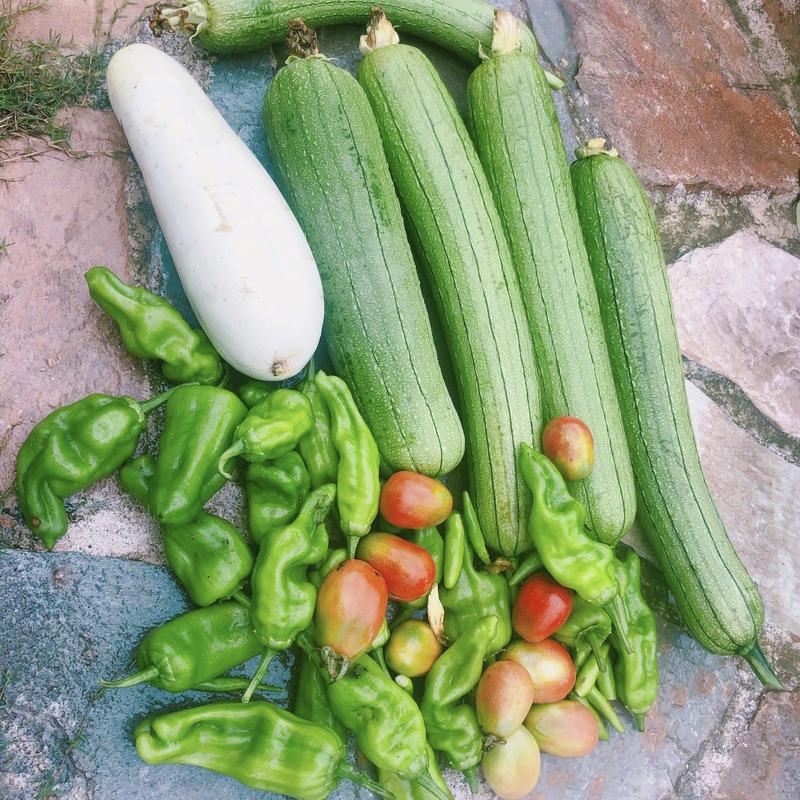 冬季适合种植瓜果蔬菜「瓜果蔬菜种植小技巧视频」 冬季适合种植瓜果蔬菜「瓜果蔬菜种植小技巧视频」 花朵知识