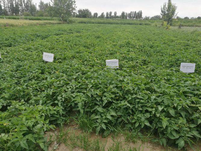 露天番茄栽培需要注意哪些环节才能高产「新疆大番茄种子怎么种植的」 露天番茄栽培需要注意哪些环节才能高产「新疆大番茄种子怎么种植的」 番茄病虫害防治
