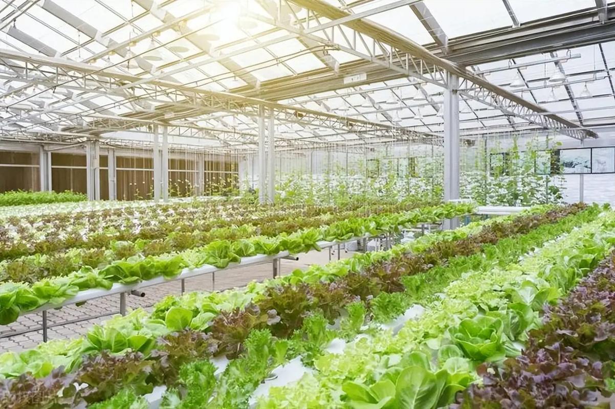 自己创业想种植大棚蔬菜，没有技术怎么办「动森蔬菜种植小技巧有哪些」 自己创业想种植大棚蔬菜，没有技术怎么办「动森蔬菜种植小技巧有哪些」 农业常识