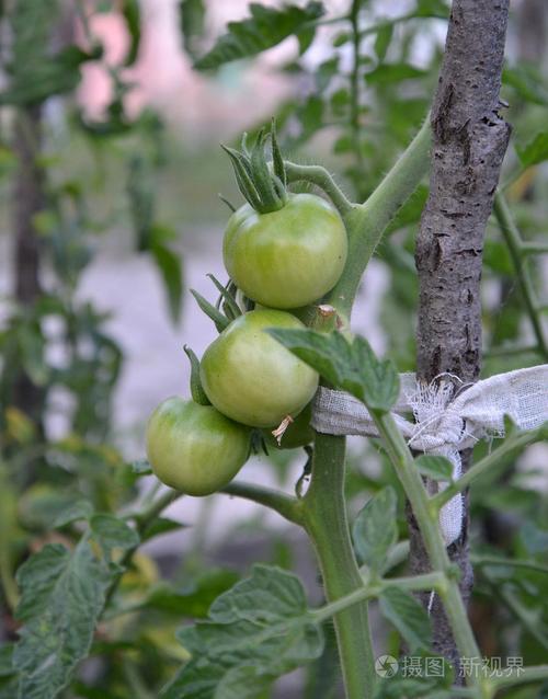 用淘米水种植西红柿的方法「番茄种植怎么施有机肥料呢」 用淘米水种植西红柿的方法「番茄种植怎么施有机肥料呢」 植物种类