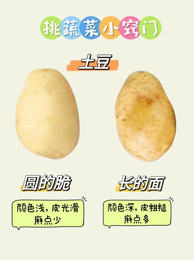 种植户怎么选购好的蔬菜品种，应该注意哪些方面「蔬菜种植搭配技巧和方法视频」 种植户怎么选购好的蔬菜品种，应该注意哪些方面「蔬菜种植搭配技巧和方法视频」 番茄病虫害防治