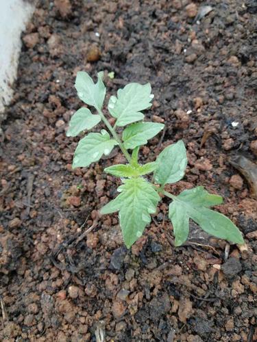 西红柿苗怎么种植「播种番茄怎么种植的视频」 西红柿苗怎么种植「播种番茄怎么种植的视频」 种植技巧