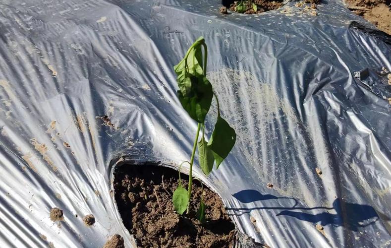 种植蔬菜，如何定植才能让其缓苗快、病害少「蔬菜种植技巧小妙招视频」 种植蔬菜，如何定植才能让其缓苗快、病害少「蔬菜种植技巧小妙招视频」 植物种类