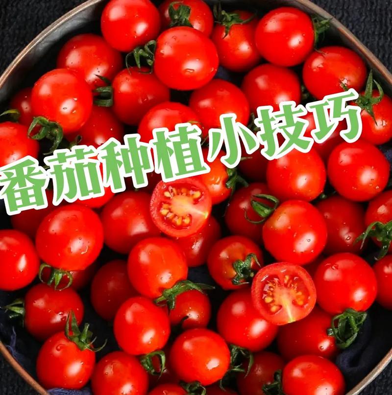 现在种植西红柿早吗「家里种植水果番茄怎么种植」 现在种植西红柿早吗「家里种植水果番茄怎么种植」 农业常识