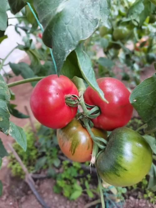 大棚草莓柿子种植技术「家庭草莓番茄怎么种植的视频」 大棚草莓柿子种植技术「家庭草莓番茄怎么种植的视频」 花朵知识