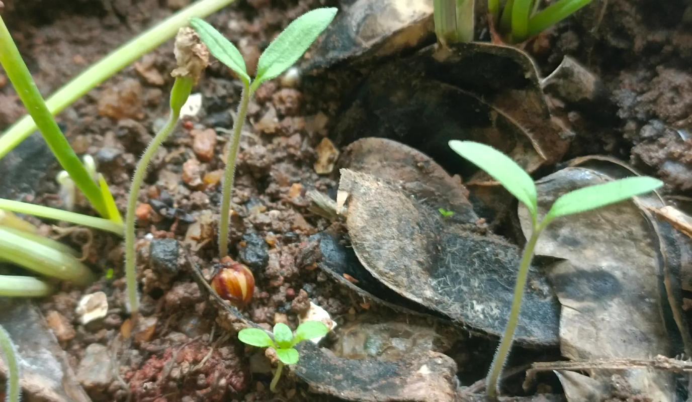 番茄发芽后怎么种「番茄长芽了怎么种植视频」 番茄发芽后怎么种「番茄长芽了怎么种植视频」 花朵知识