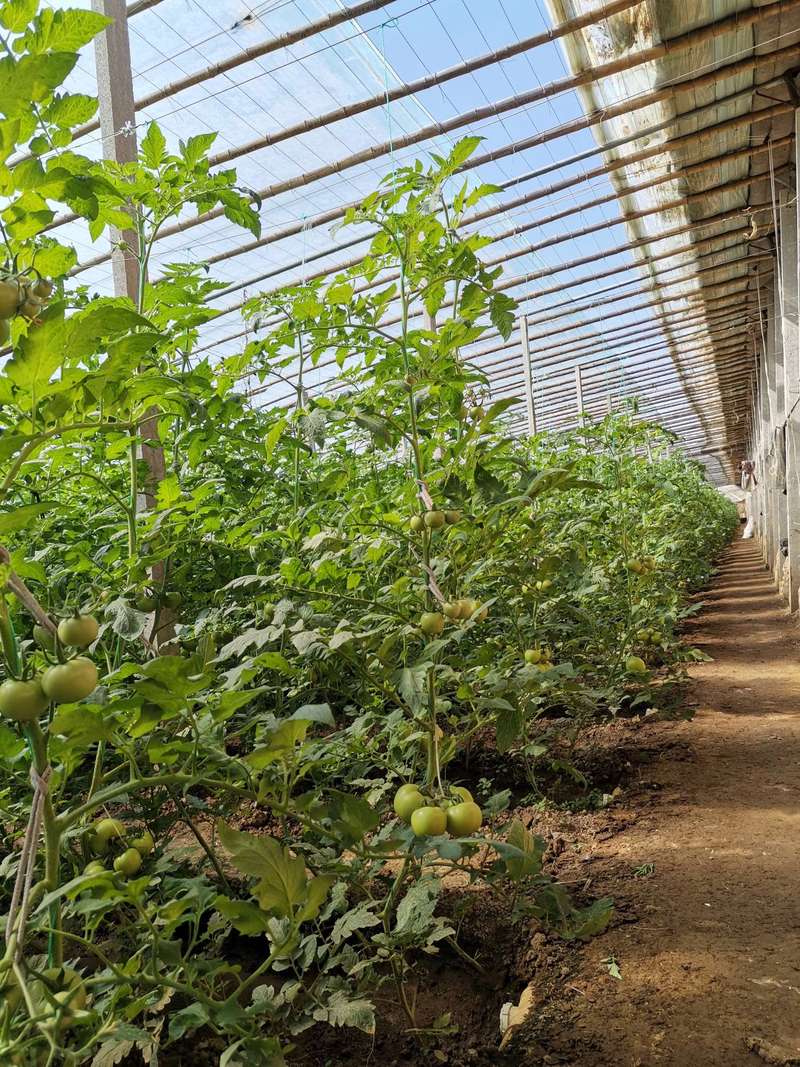 如何种植大棚西红柿「大棚种植番茄怎么养护」 如何种植大棚西红柿「大棚种植番茄怎么养护」 花朵知识