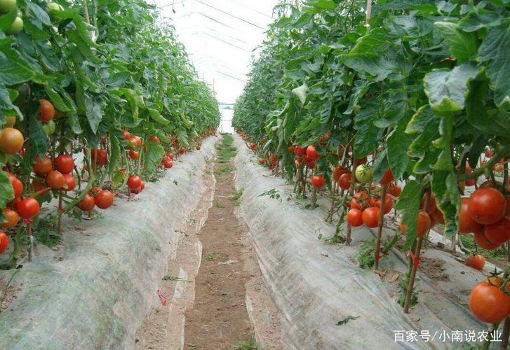 西红柿高产栽培技术「三号番茄怎么种植的视频」 西红柿高产栽培技术「三号番茄怎么种植的视频」 植物种类