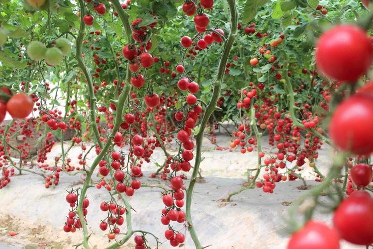 番茄的种植方法「田园大番茄怎么种植视频」 番茄的种植方法「田园大番茄怎么种植视频」 土壤施肥